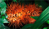 Fleur de Scadoxus multiflorus, originaire d'Afrique